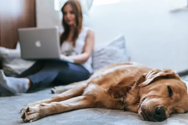 Studying with your pet
